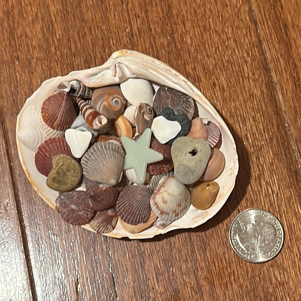 Seashell ocean beach decor